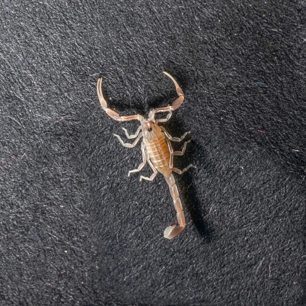 Overhead close-up of a juvenile Androctonus australis scorpion