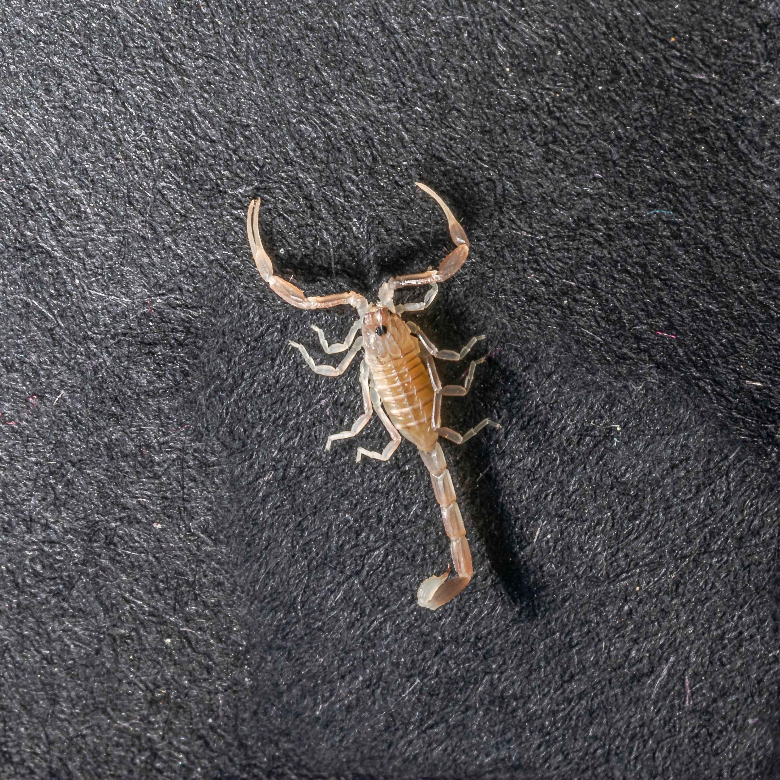 Overhead close-up of a juvenile Androctonus australis scorpion